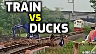 TRAIN Vs DUCKS - Indonesian Railways - tren Vs patos - ferrocarriles de Indonesia -