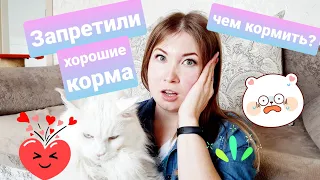 Запрещены корма для кошек! Жизнь с мейн-кунами.