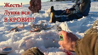 Это надо видеть! Потрясающая рыбалка на окуня! Все были в шоке, когда мы их нашли!!!