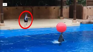 Dolphin Days AMAZING Dolphins - FUNNY AND CUTE DOLPHIN VIDEOS COMPILATION