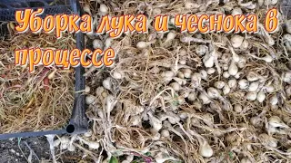 Уборка лука и чеснока пока в процессе.