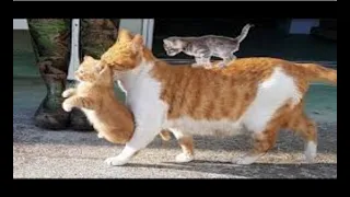 Mama Cat Carrying Baby Kittens Videos &Change the place of kittens
