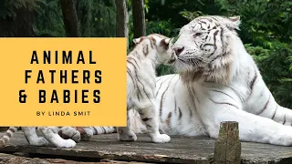 Father's Day | Loving animal fathers with their babies. Tiger, lion & hippo dads with their cubs