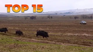 TOP 15 AMAZING WILD BOAR HUNTS - EN İYİ 15 DOMUZ AVI - CHASSE AU SANGLIER