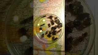 Ukraine, Kyiv. Wild Solitary Mason Bees? Who Are They? Bees Osmia rufa, Osmia cornuta.