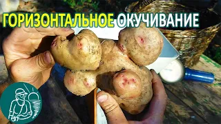 Посадка картофеля с горизонтальным окучиванием 🌿 Эксперимент Гордеевых с клубнем-мутантом