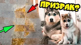 DOGVLOG: НА МОЕЙ СТЕНЕ ХАСКИ ПРИЗРАК? МИСТИКА! Первая дрессировка щенка. Говорящая собака