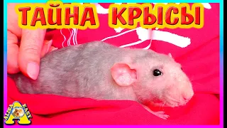 Тайна Крысы Плюши / Спасение крысы / Alisa Easy Pets