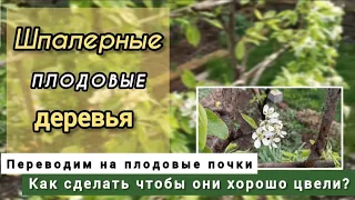 Как перевести шпалерные плодовые деревья на ежегодное плодоношение.🌳 Переводим на плодовую почку.