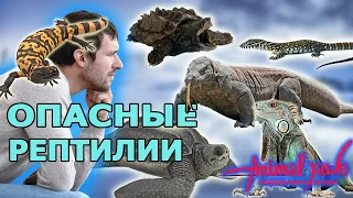 Нападения: Самые страшные и опасные ящерицы и черепахи (рептилии)