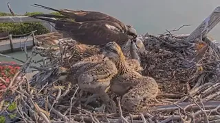 Captiva Osprey Cam | Big brother again tries to keep little brother away from fish | May 18, 2024