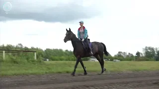 На Новосибирском ипподроме пройдут Межрегиональные конноспортивные соревнования Кубка губернатора