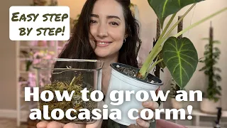 How to Root and Grow an Alocasia from a CORM! | Easy Step-by-Step Process