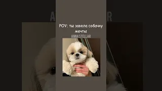 POV: ты завела собачку мечты (идея канала - Marta)🐶🐕 #выбирашки #shorts