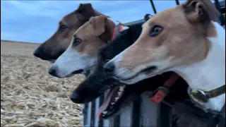 Coyote Hunting With Greyhounds in Iowa! 5 Coyote day!
