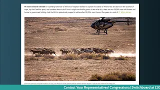 DEBUNKED: THE WILD HORSE OVERPOPULATION MYTH!