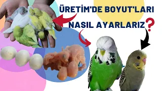 MUHABBET KUŞU YAVRULARI'NDA BOYLAMA NEDİR NASIL YAPILIR