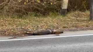 He collapsed on the street unable to get up but still tried to run away in a coma