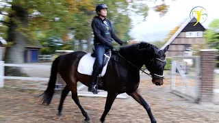 Korrekturreiten - Vorwärts abwärts ans Gebiss reiten