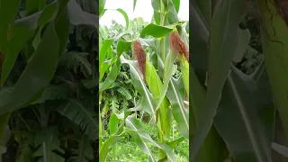 Growing Corn on the Terrace, How to Grow Corn at Home for Beginners