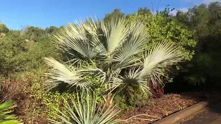 Mexican Blue Palm