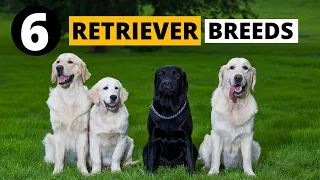 All the 6 Retriever Dog Breeds