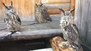 There is no such thing as too many owls! Compare Eagle owls in Kolomenskoye