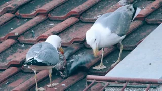 Seagulls eating a pigeon