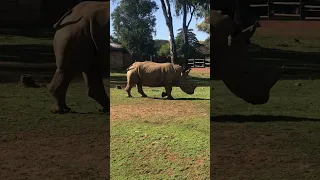 🦏 Did you know that White Rhinos have two horns? #rhino #animals #bigfive
