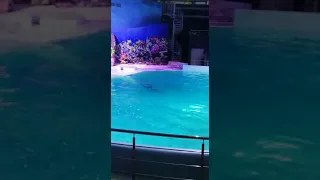 Flying dolphins of Russia,The Dolphinarium in Novosibirsk Russia. Летающие белые дельфины.