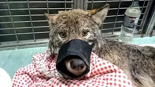 Was dieser Wolf erlebte bevor er entdeckt wurde, wagt der Tierarzt kaum auszusprechen!