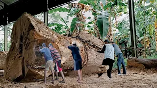 Old tamarind wood left by Dutch soldiers from Banyuwangi!! Sawed table board material I Sawmill