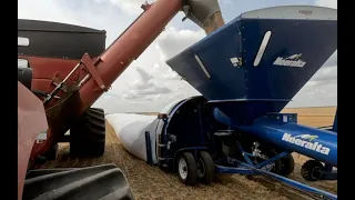 Bring out the Bagger!  Harvest #6