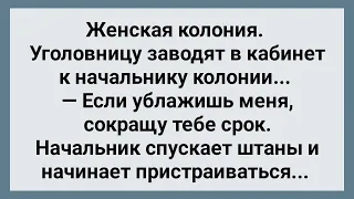 Уголовница в Женской Колонии Ублажила Начальника! Сборник Свежих анекдотов! Юмор!