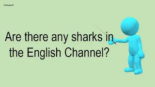 Are There Any Sharks In The English Channel?