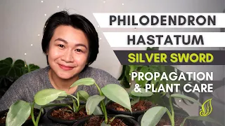 How to Propagate Philodendron Hastatum 'Silver Sword' | Propagation & Plant Care