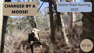 CHARGED BY A MOOSE!! -- Maine Shed Hunting 2020 EP 05 -- Beyond the Boundaries