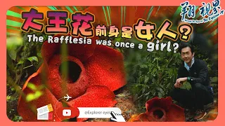 🇲🇾【Cameron Highland Series EP3-3】The legend, world biggest flower Rafflesia was once a woman ?