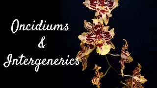 How to care for Oncidiums and Intergenerics | Light, watering, flowering and more