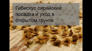 Гибискус сирийский: посадка и уход в открытом грунте