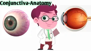 Conjunctiva Layers|Conjunctiva Eye |What is Anatomy of Parts of Palpebral Bulbar Fornix  Tarsal