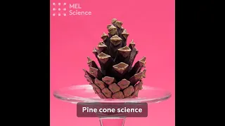 Pine cone science