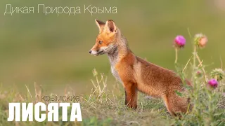 Крымские лисята. Young red foxes from Crimea