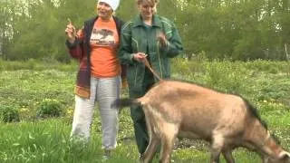 Рубрика "ЗаДачник": учимся доить козу