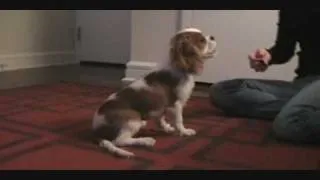 Jackson the Cavalier King Charles Spaniel Doing Tricks (almost 4 months old)