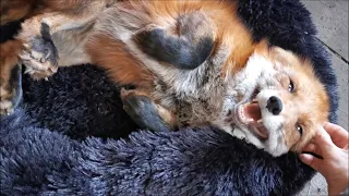 Vasilisa the Fox is sending you positive energy