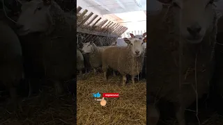 Мясные овцы ШАРОЛЕ!