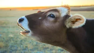 How to Milk a Cow