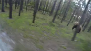 Pe bicicletă atacat de urs în pădure
