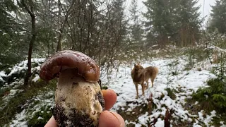 Porcini mushrooms from under the snow! Walk through the Carpathians at the end ofthe mushroom season